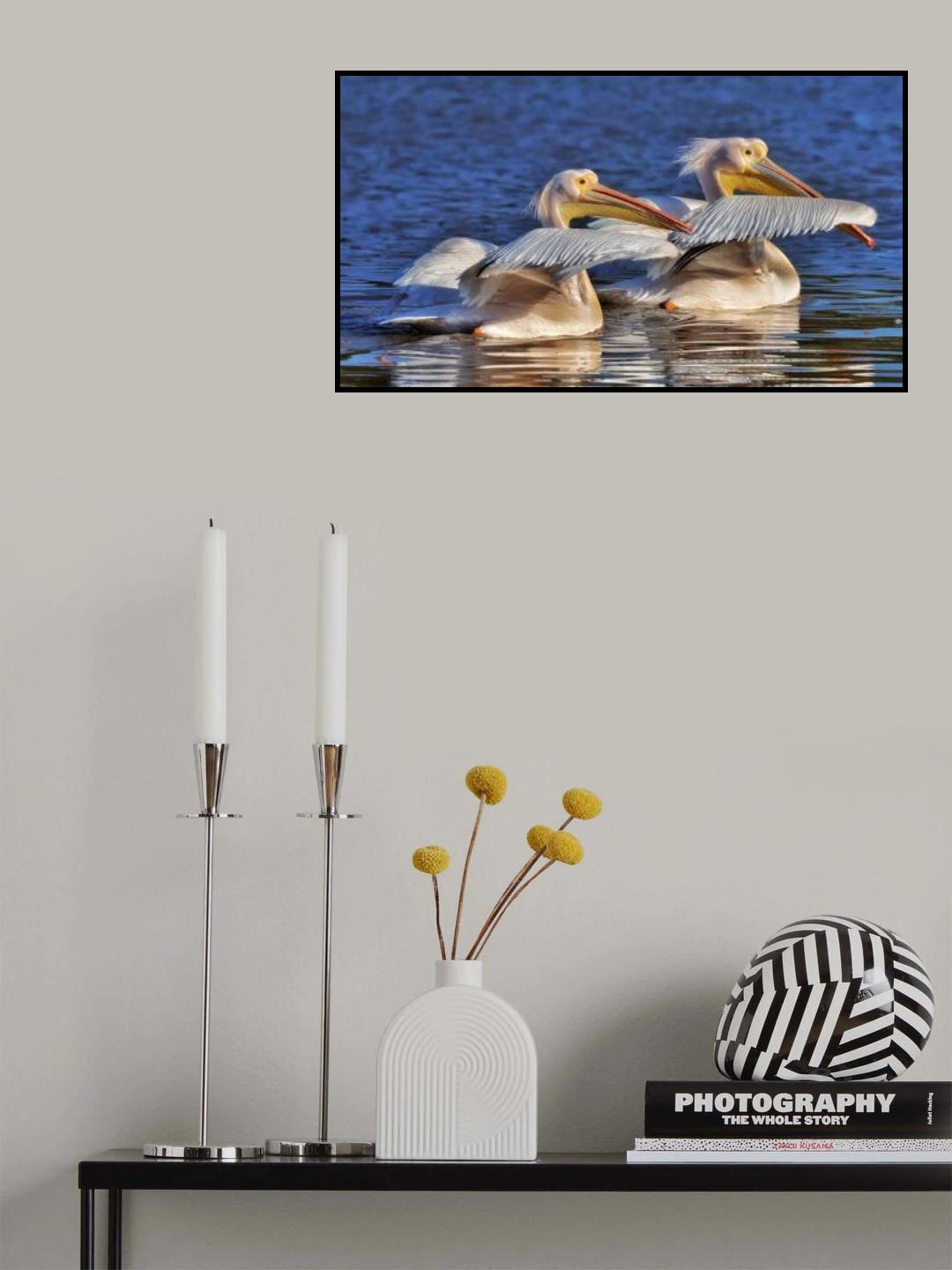 Pelicans Poster och Canvastavla