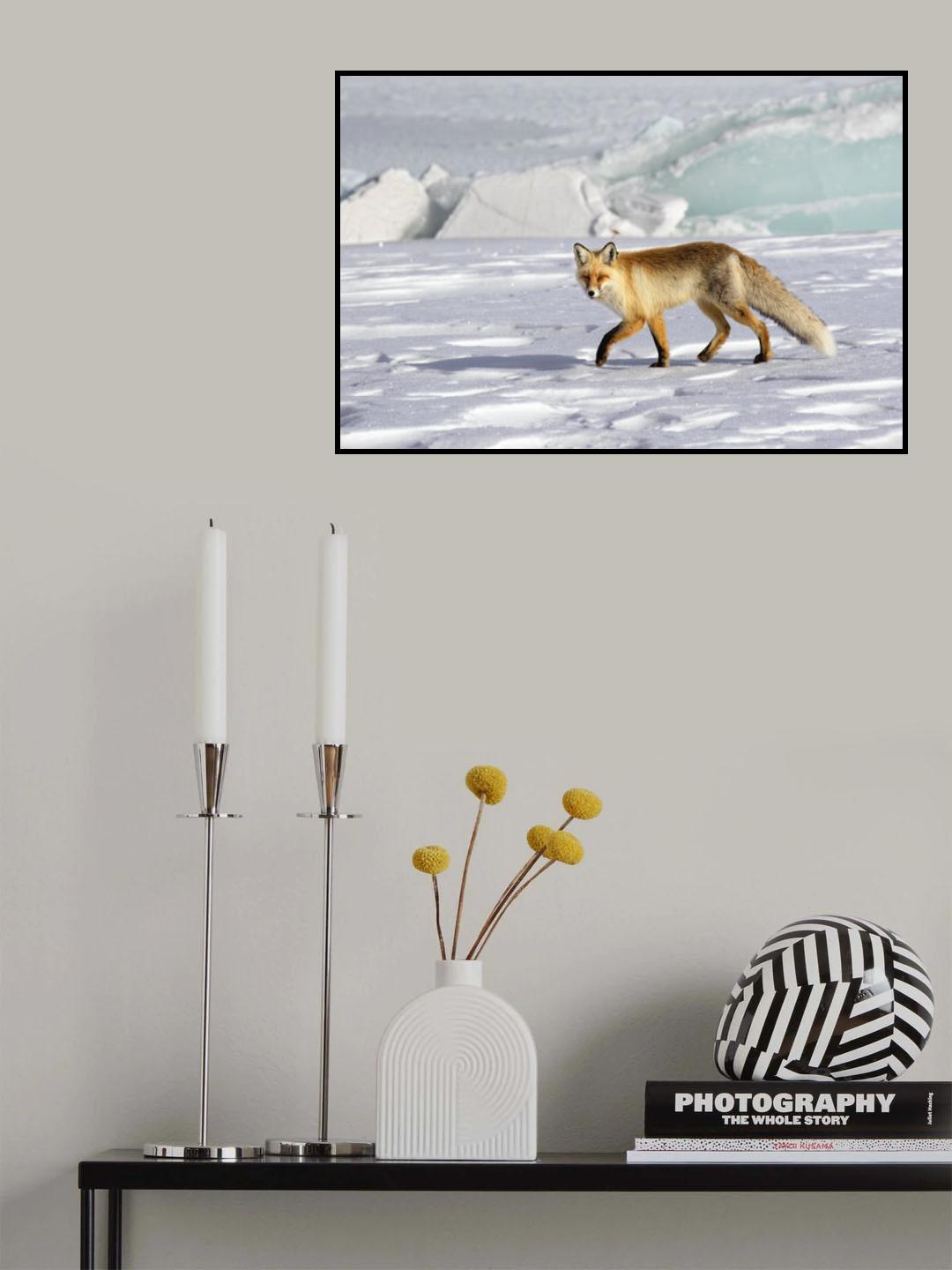 A red fox Poster och Canvastavla