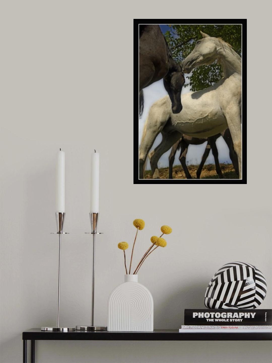 Mare and filly Poster och Canvastavla