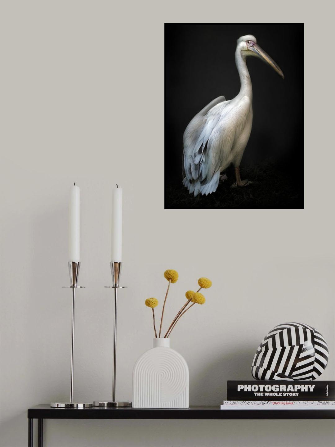 Pelican portrait Poster och Canvastavla