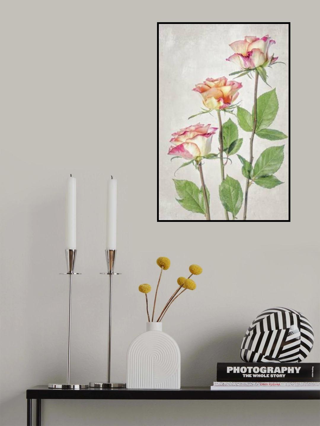 Roses Poster och Canvastavla