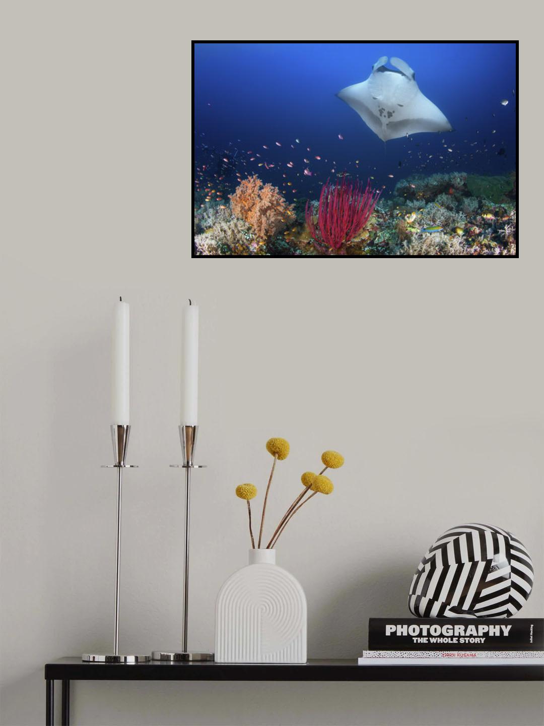 Ocean Manta Ray on the reef Poster och Canvastavla