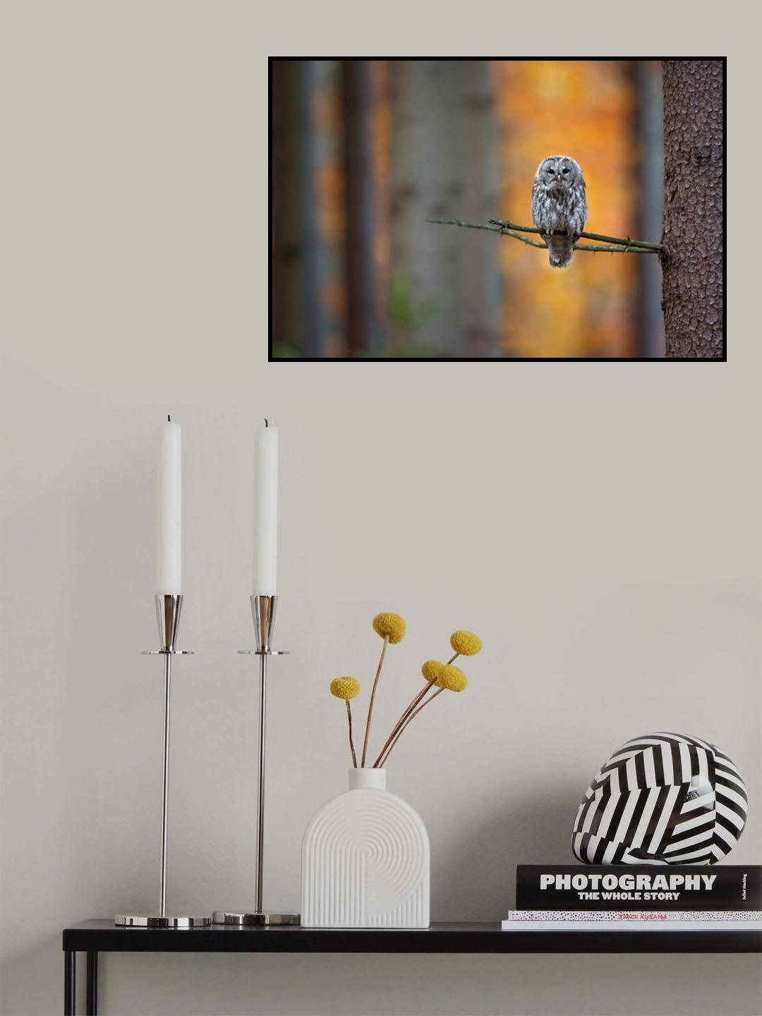Tawny Owl Poster och Canvastavla