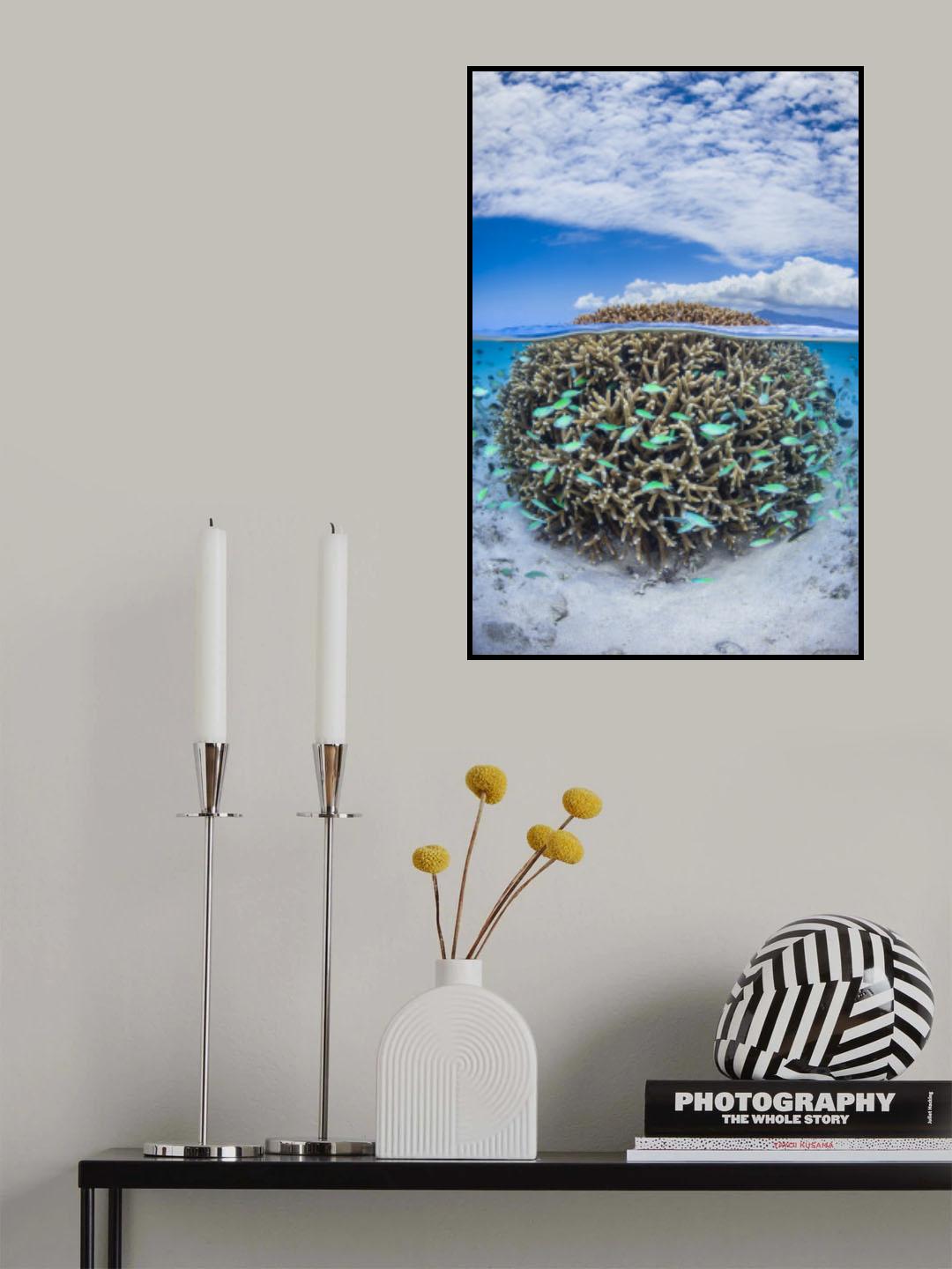 Coral Ball from Mayotte Poster och Canvastavla