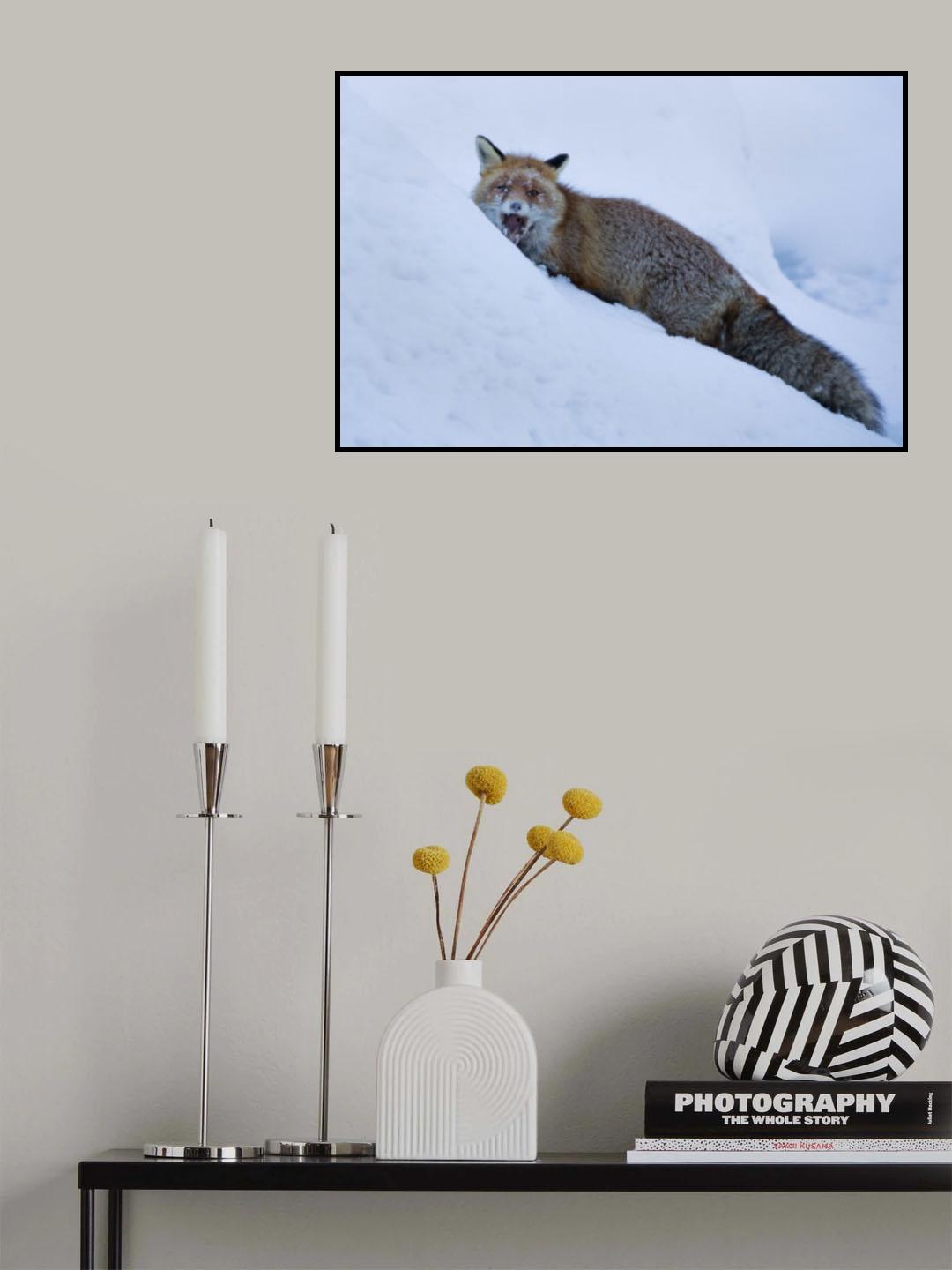 Red fox Poster och Canvastavla