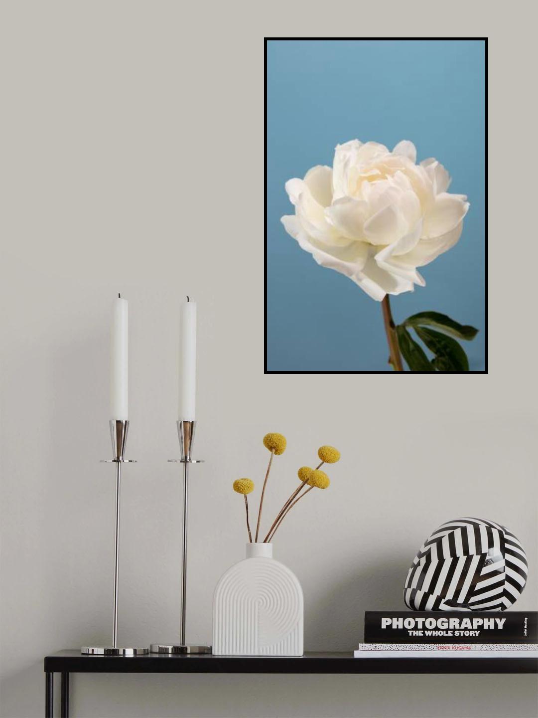 Peony_2 Poster och Canvastavla