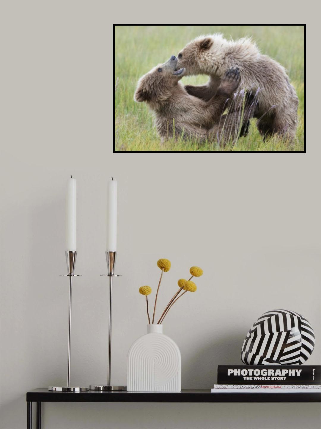 Bear Cubs Playing Poster och Canvastavla