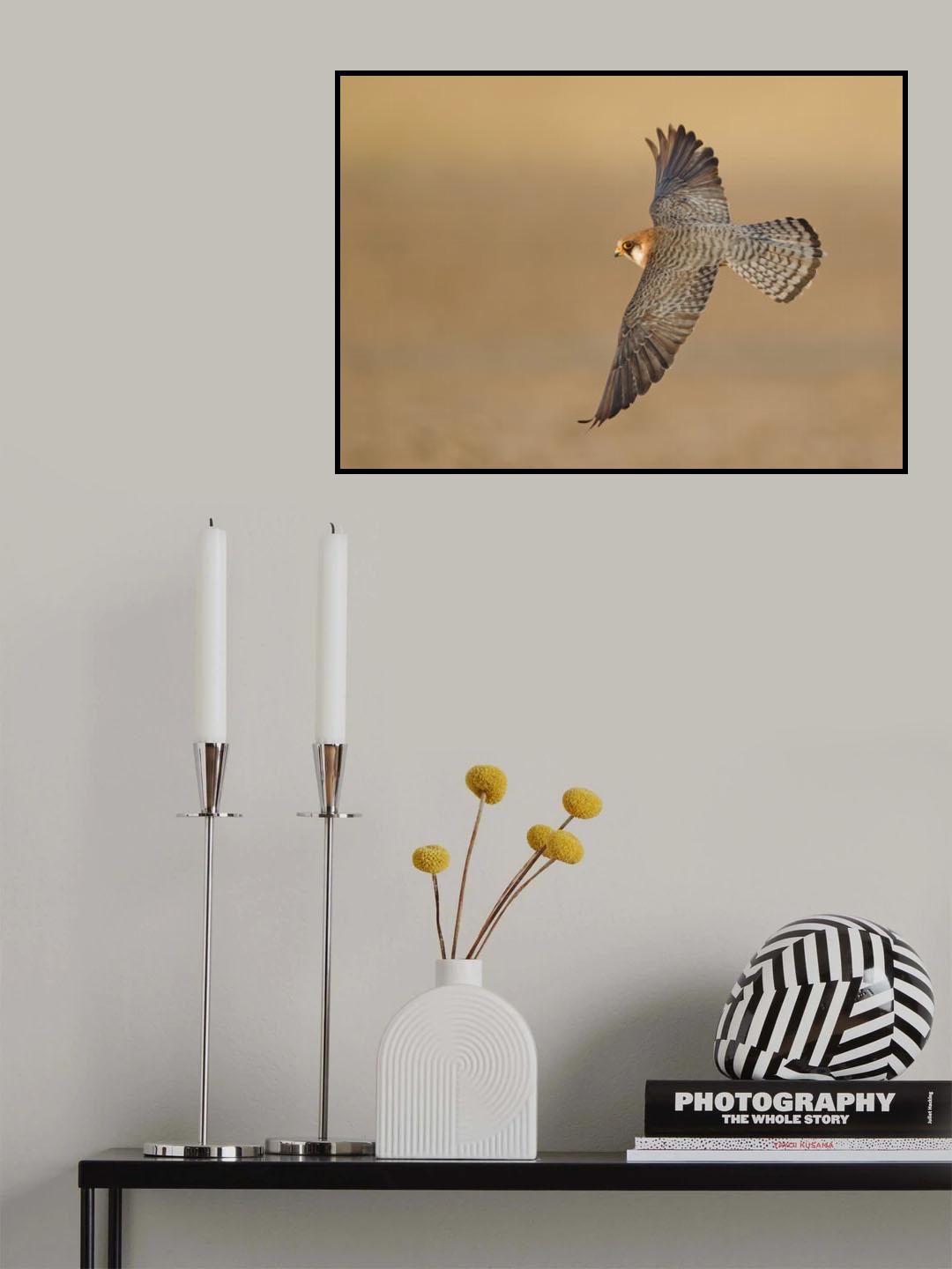 Red-footed Falcon BOF Poster och Canvastavla