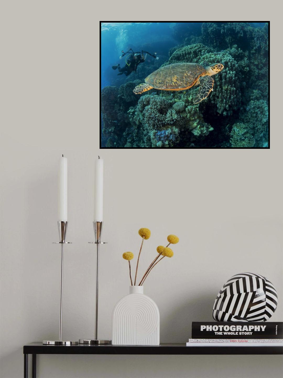Turtle and a photographer Poster och Canvastavla