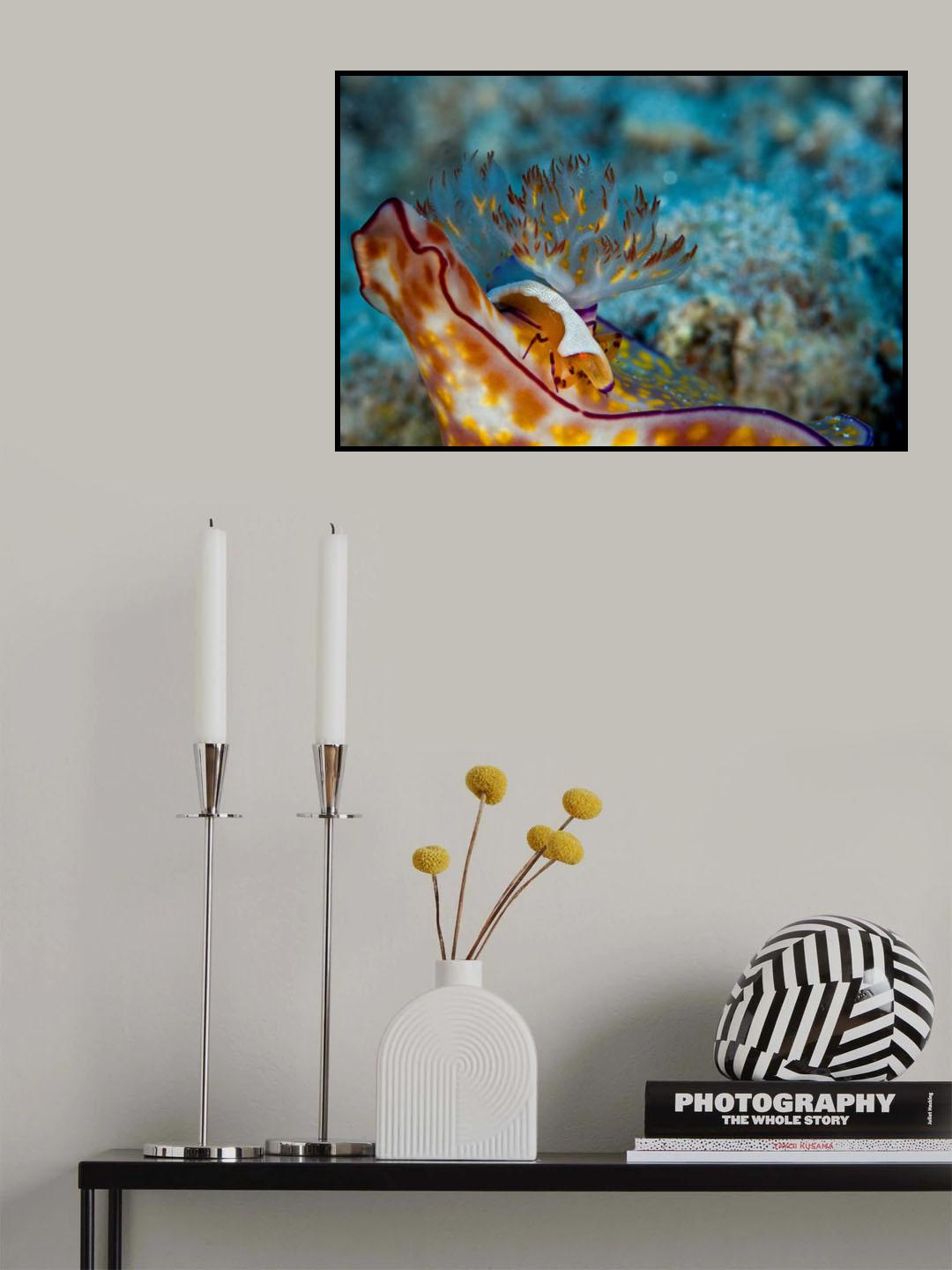 Emperor Shrimp Poster och Canvastavla