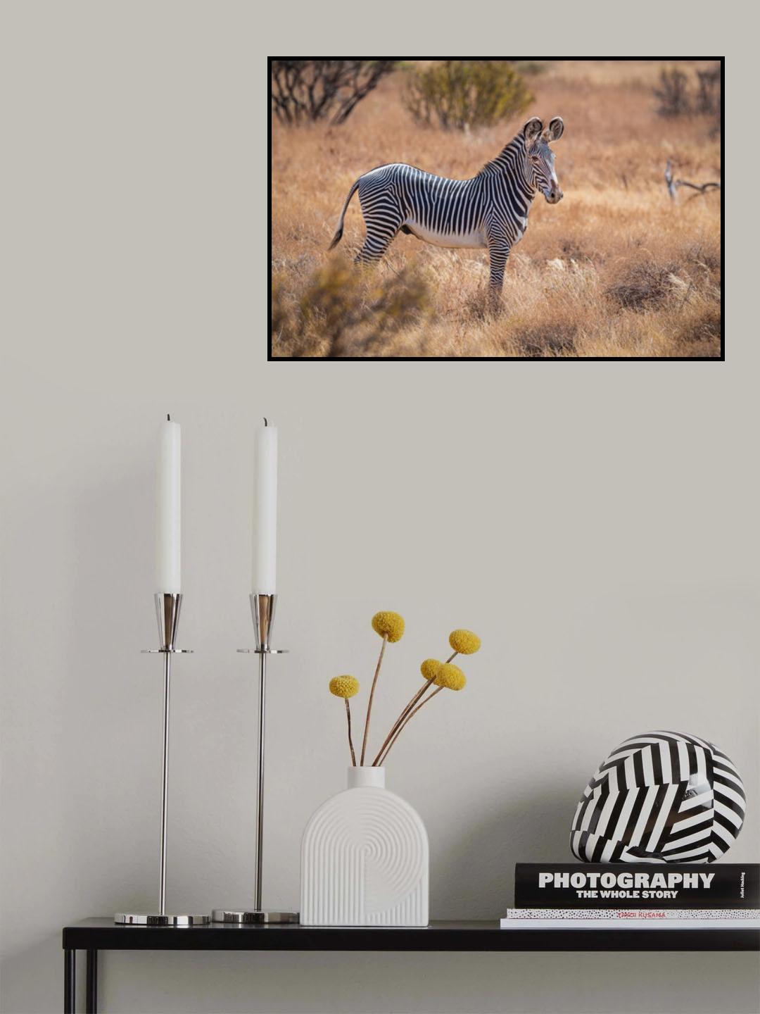 Grevy's Zebra Poster och Canvastavla