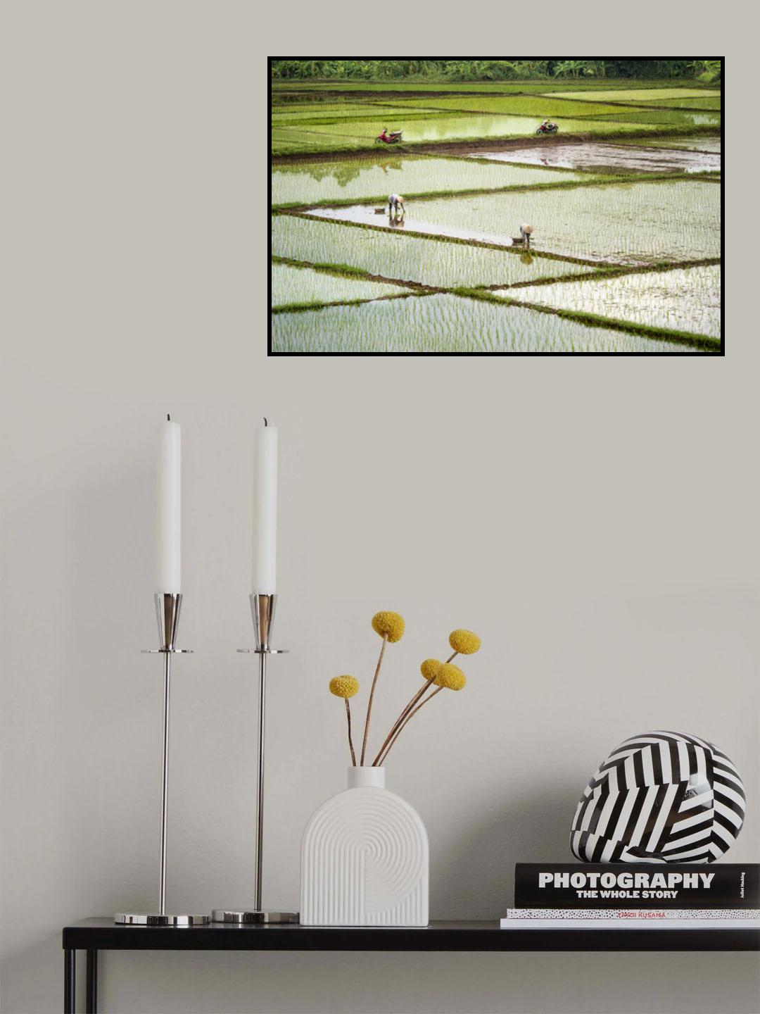 Rice Fields Poster och Canvastavla