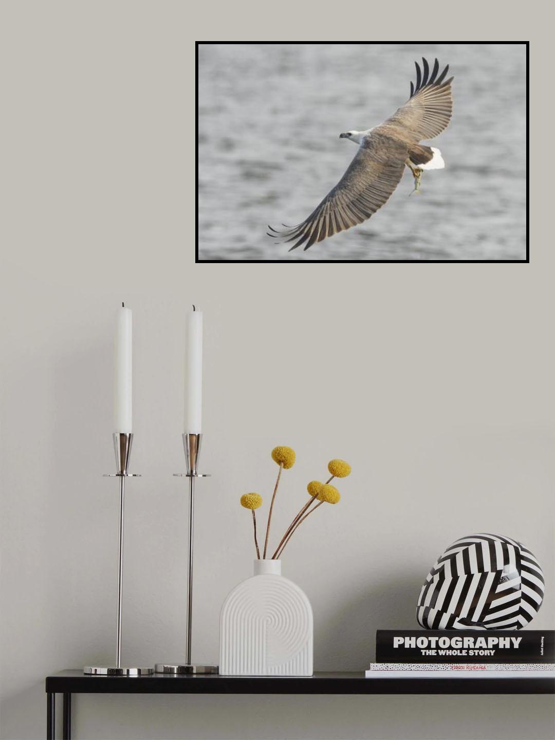 White-bellied Sea Eagle Fishing Poster och Canvastavla