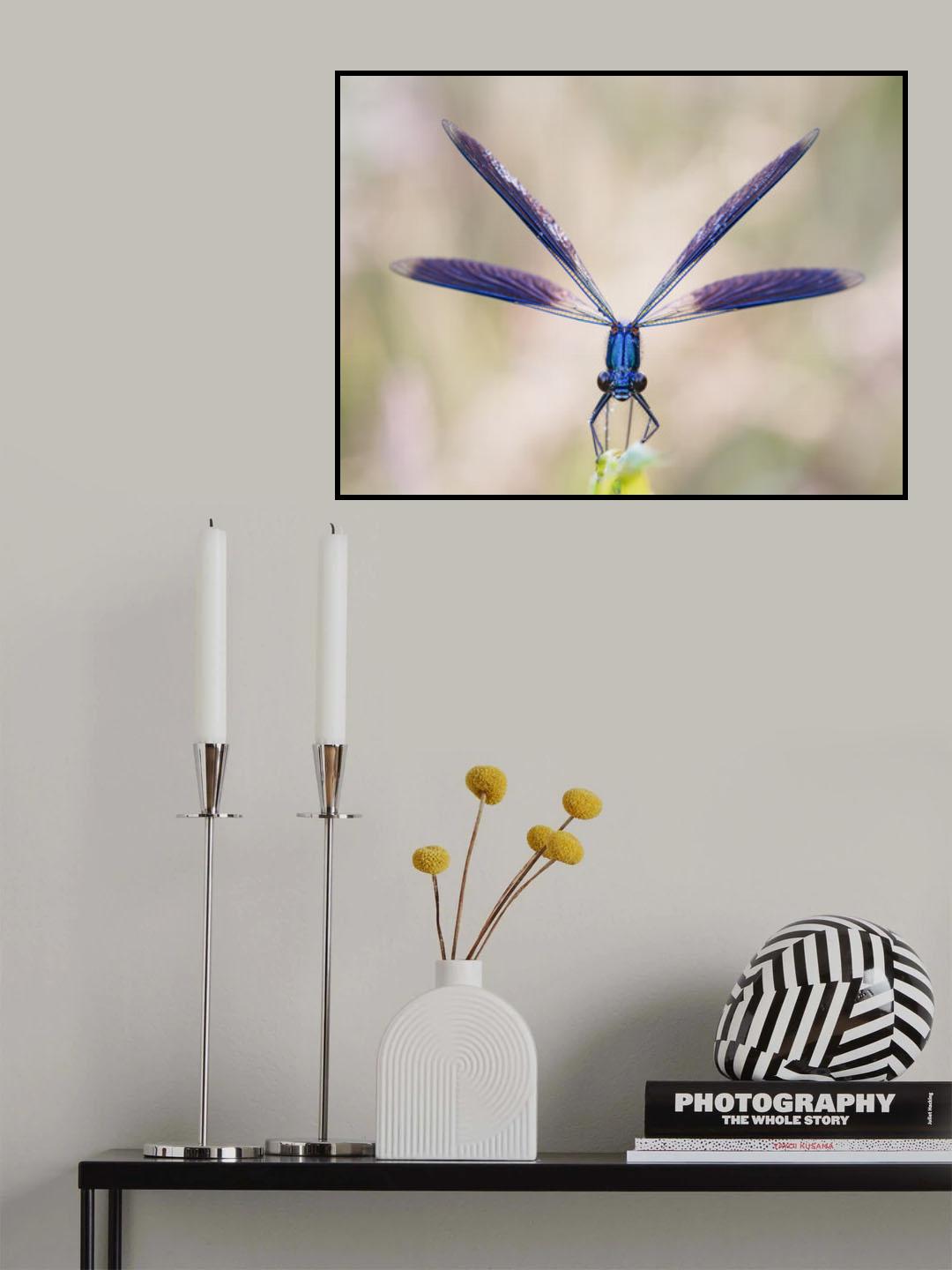 Calopteryx splendens Poster och Canvastavla