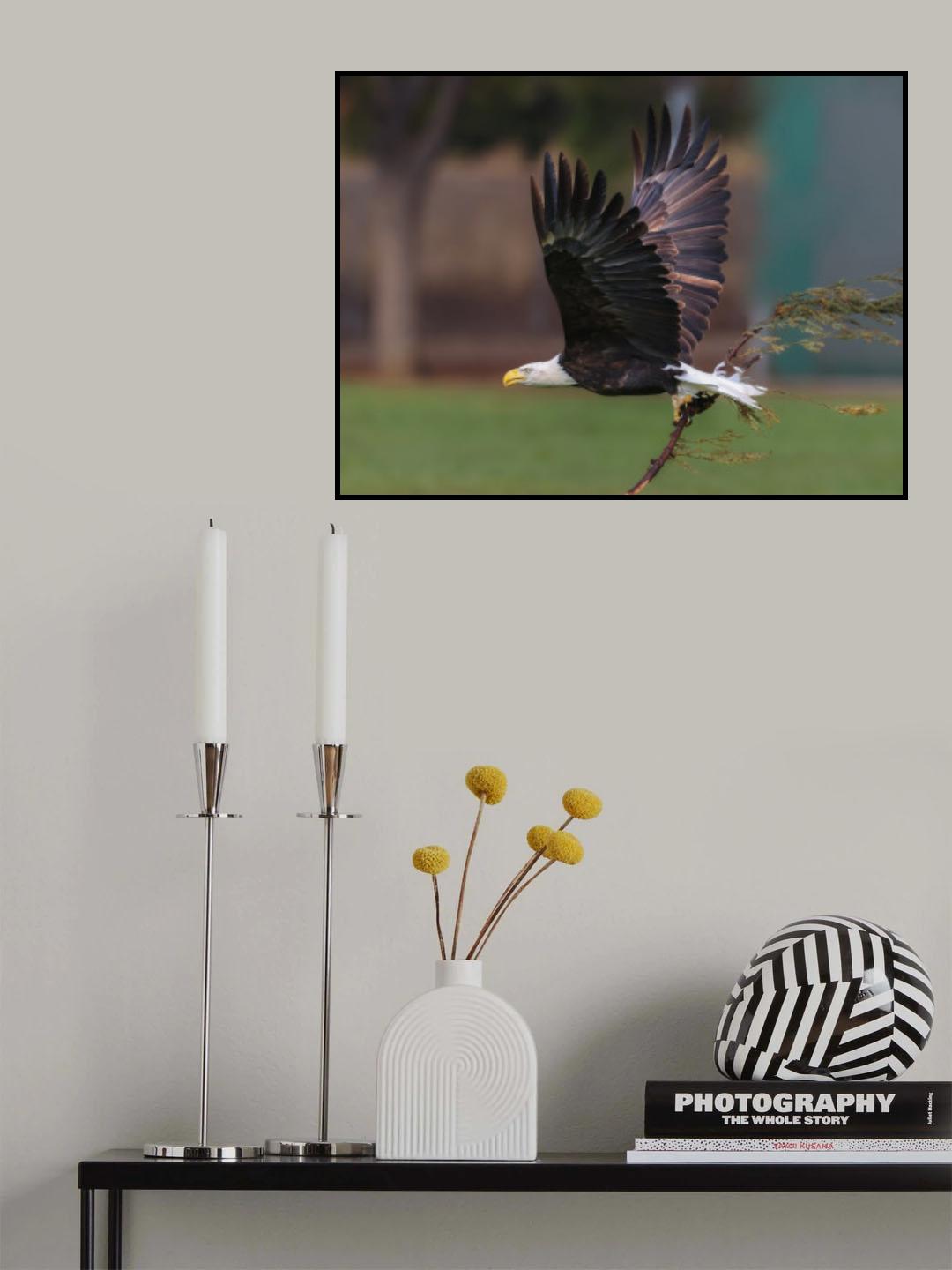 bald eagle Poster och Canvastavla