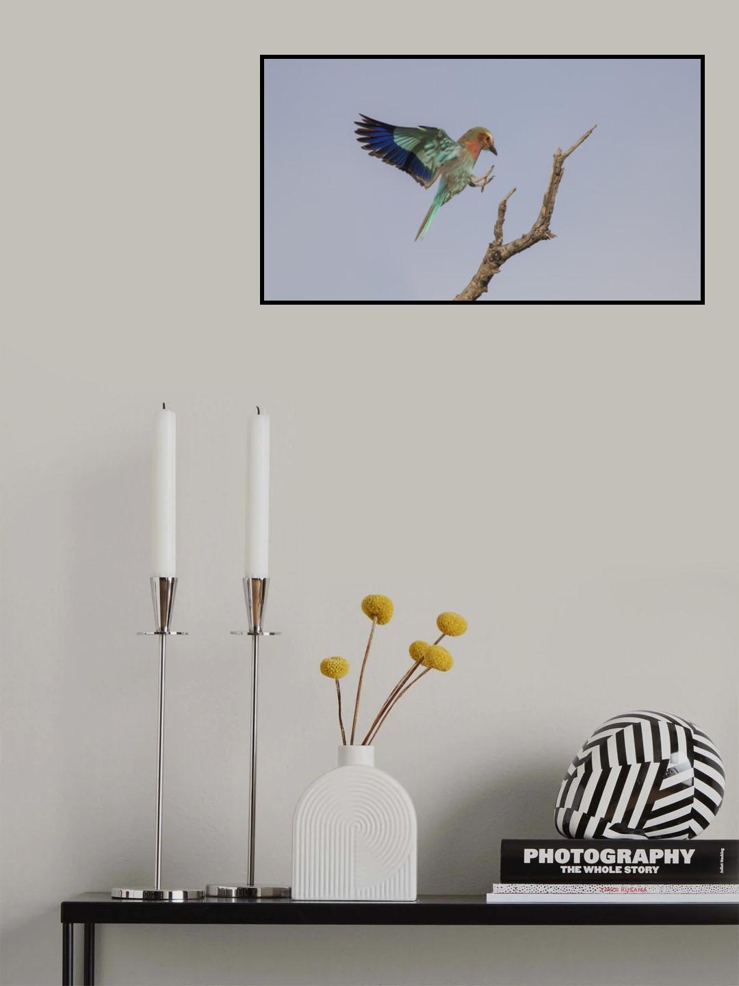 Lilac roller landing Poster och Canvastavla