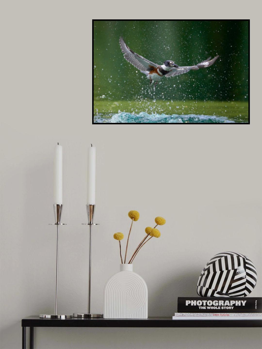 Belted Kingfisher with catch Poster och Canvastavla