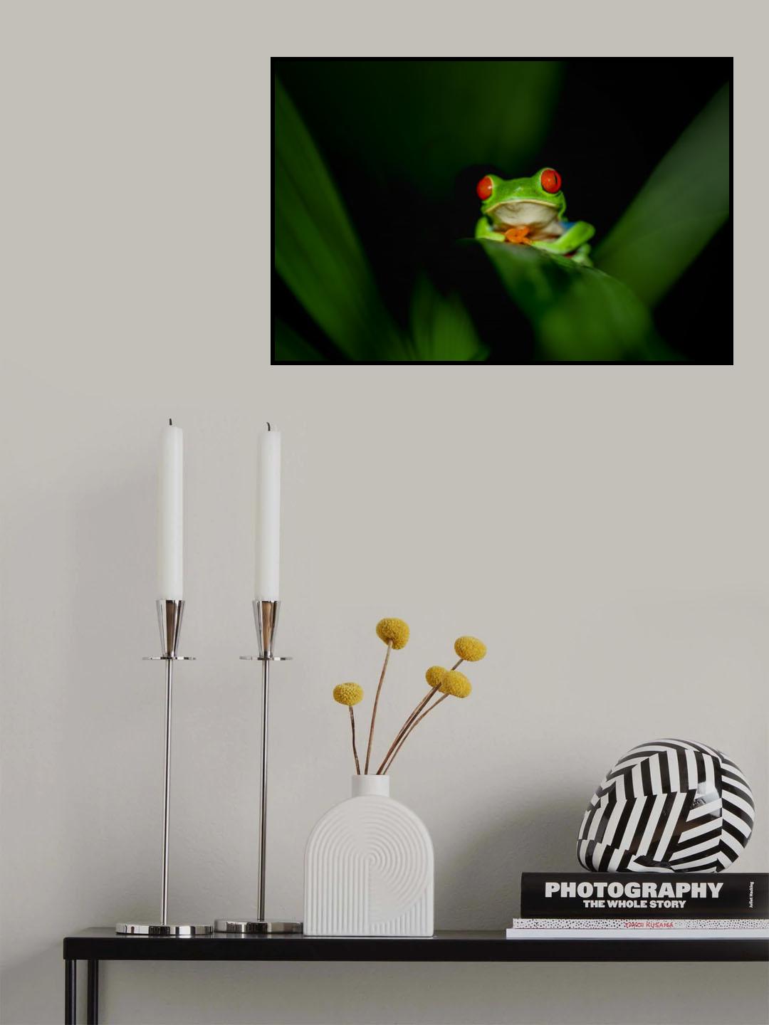 Red-eye tree frog Poster och Canvastavla