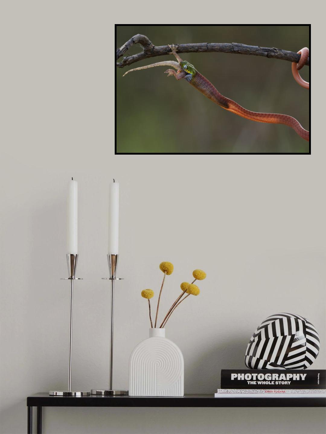 Boiga cyanea Poster och Canvastavla