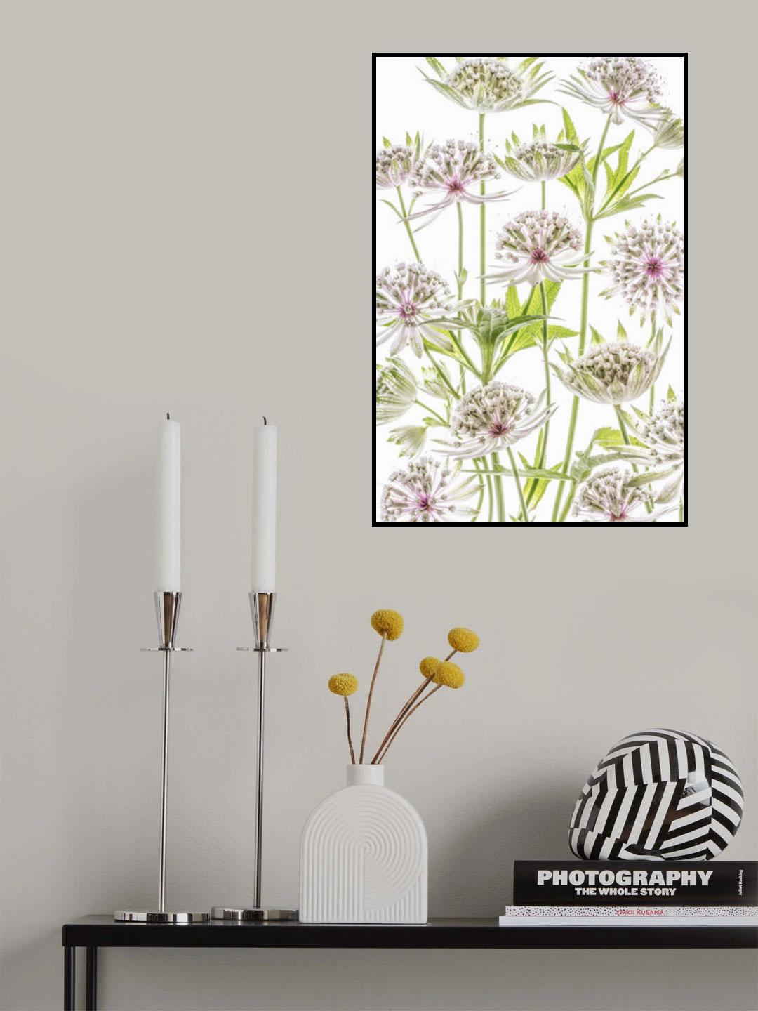 .Astrantia. Poster och Canvastavla