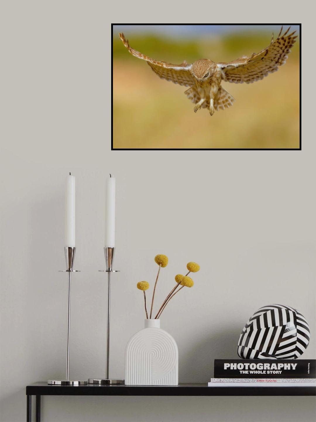 Little owl Poster och Canvastavla
