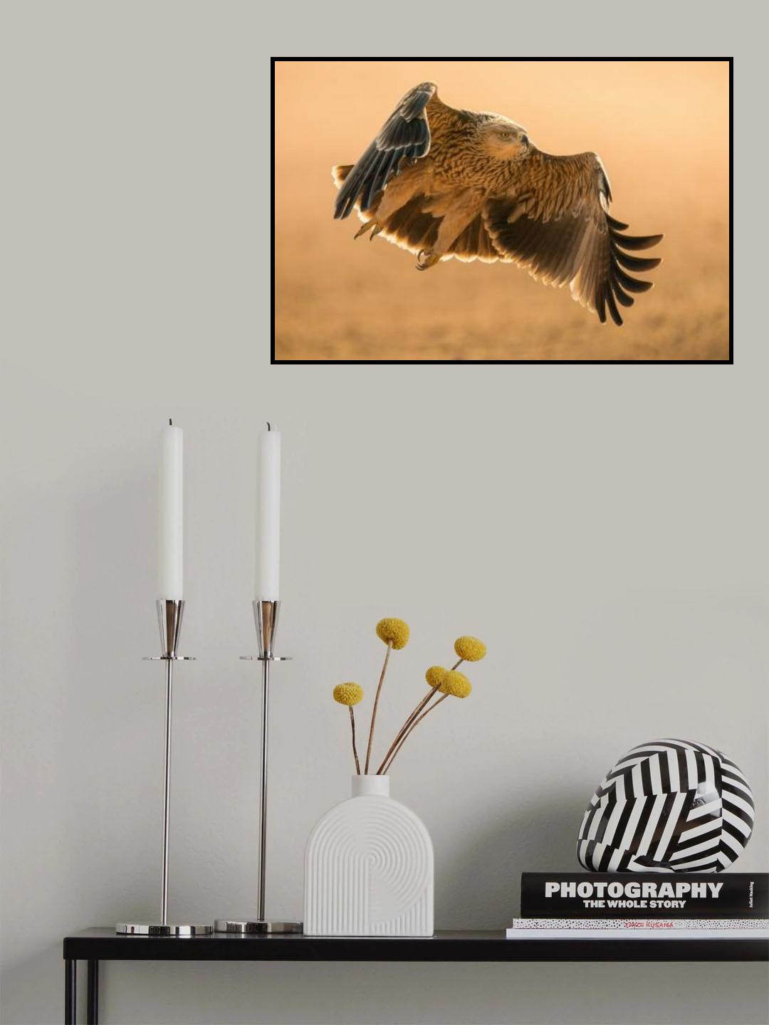 Eastern Imperial Eagle Poster och Canvastavla