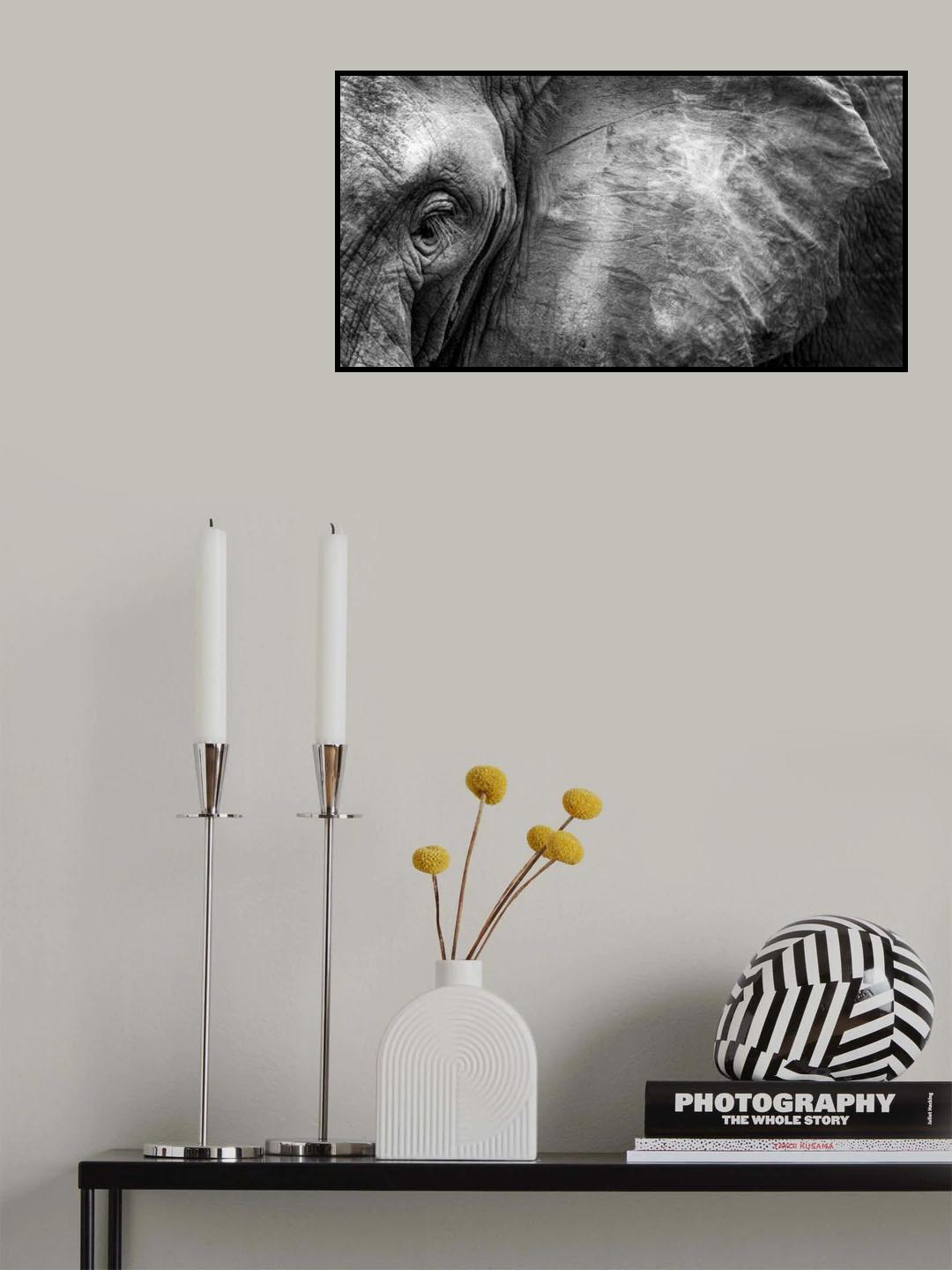 Elephant Face Poster och Canvastavla