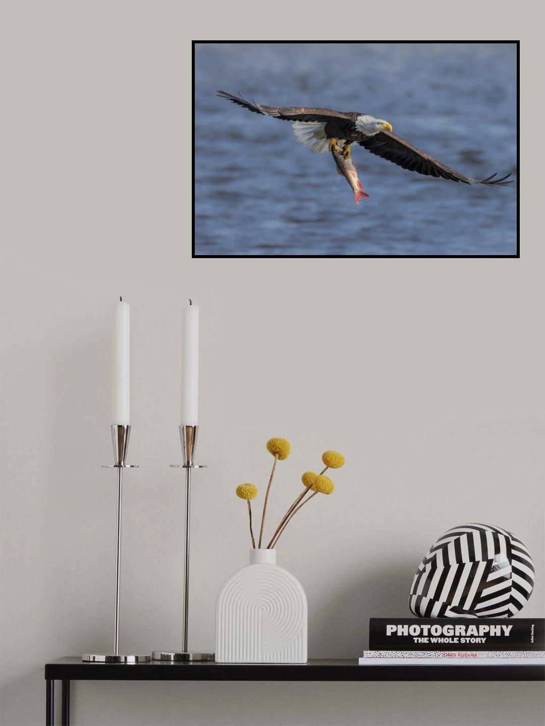 Bald Eagle Catching Fish Poster och Canvastavla