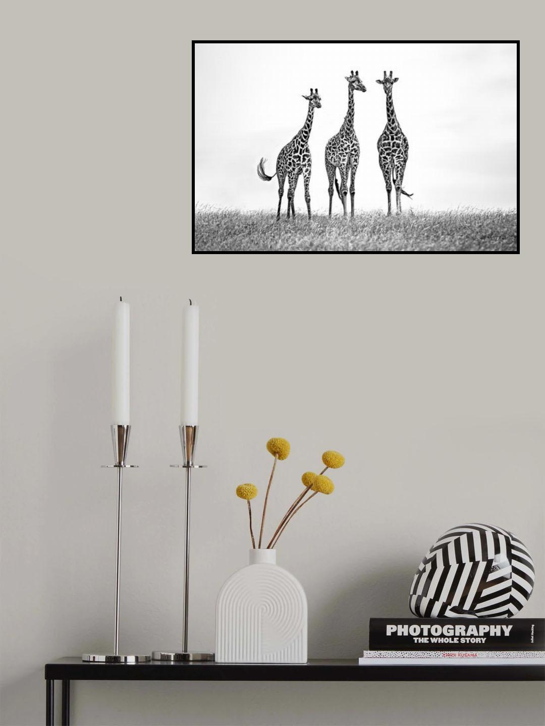 Giraffes in the Mara plains Poster och Canvastavla