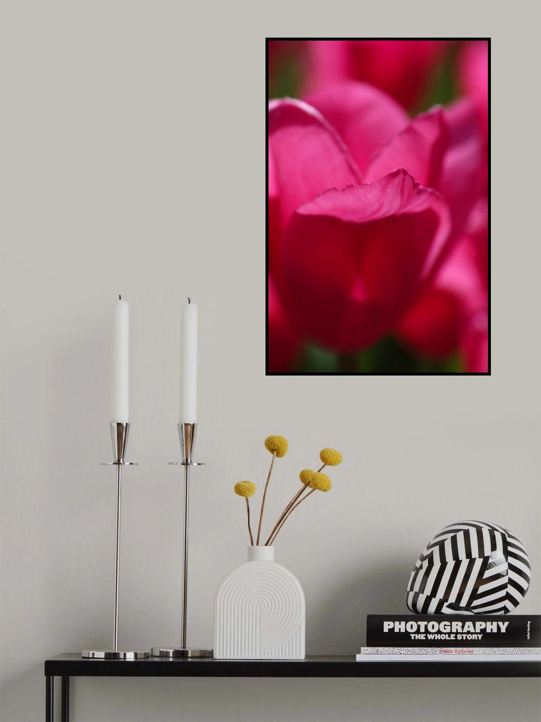 pink tulip Poster och Canvastavla