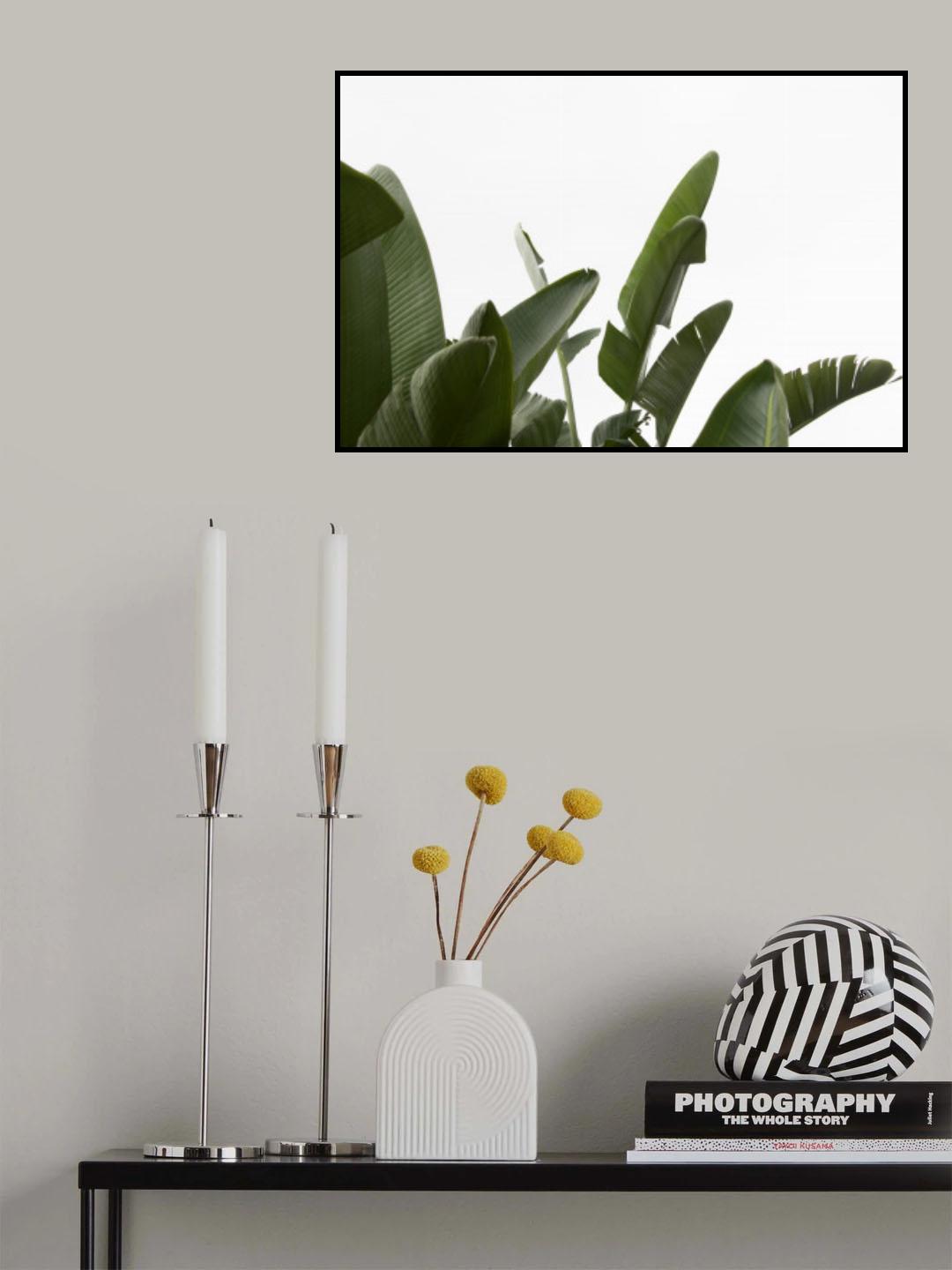 Travellers Palm Leaves Foliage Photo 04 Poster och Canvastavla