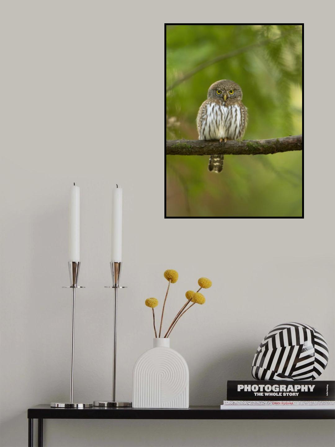 Pygmy Owl Poster och Canvastavla