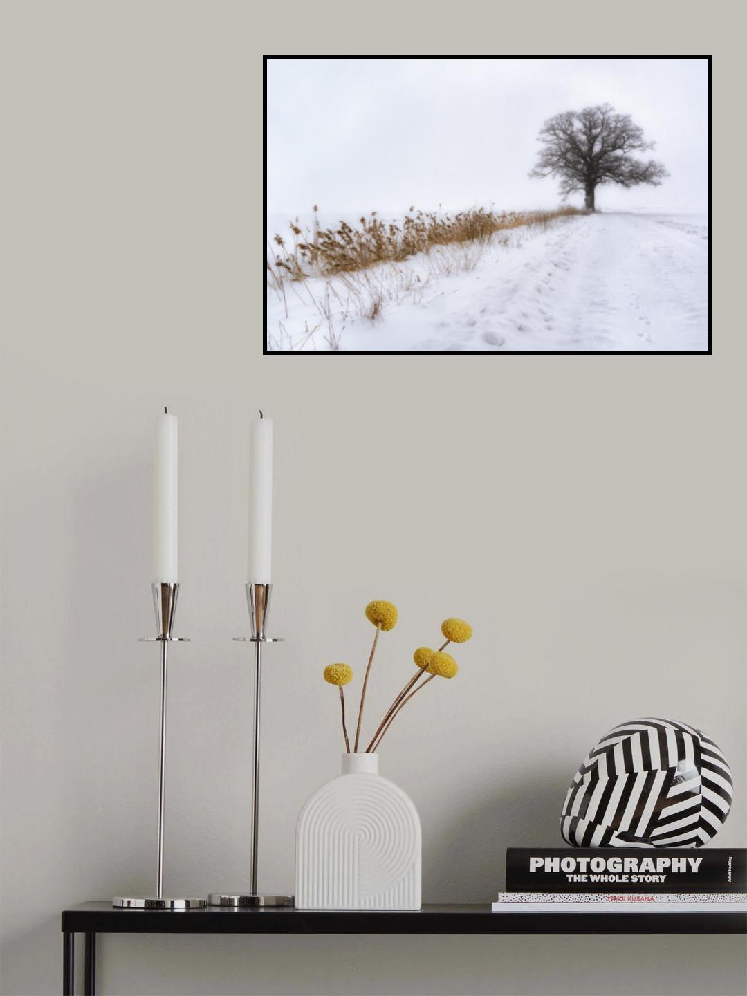 Oak in Fog Poster och Canvastavla
