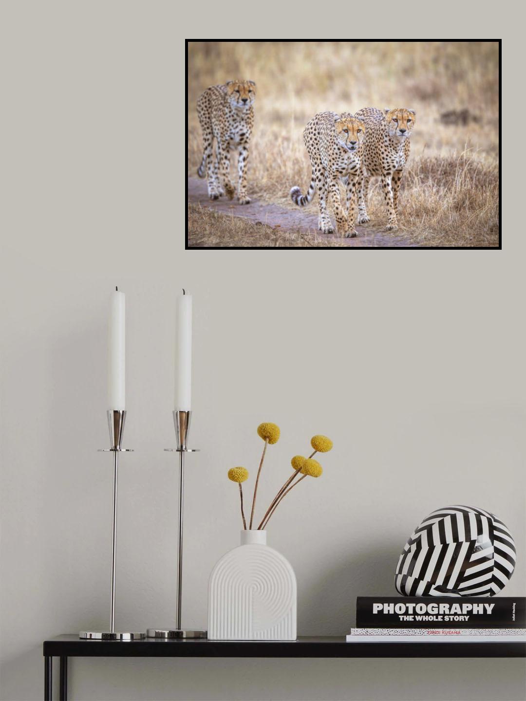 Boys on the prowl Poster och Canvastavla