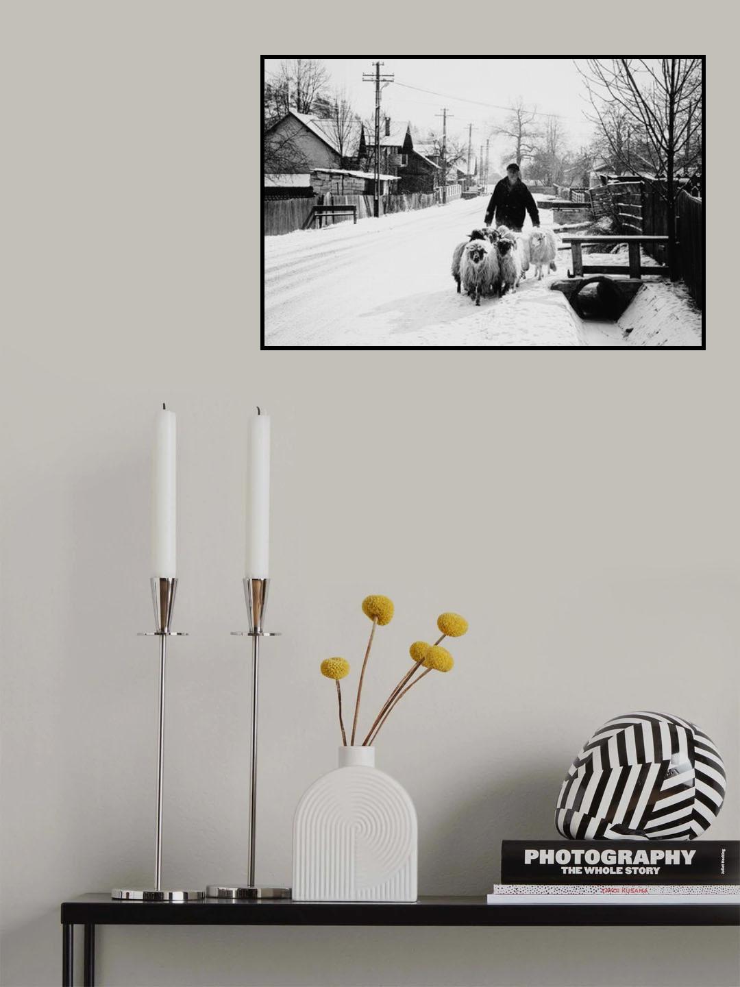 Searching for Shelter Poster och Canvastavla
