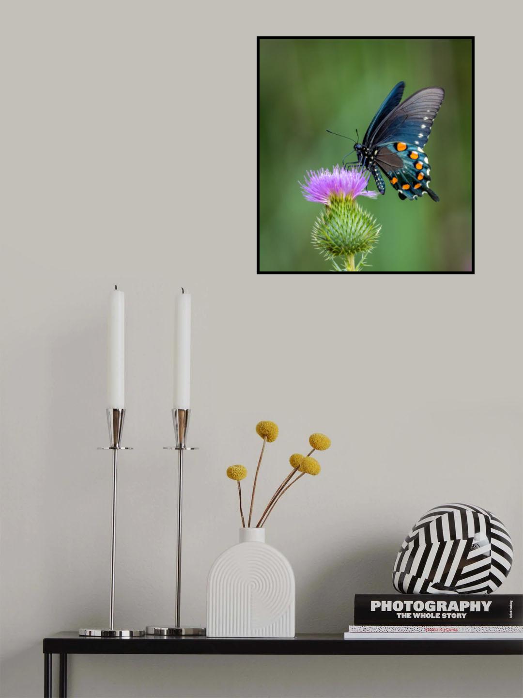 Pipevine swallowtail Poster och Canvastavla