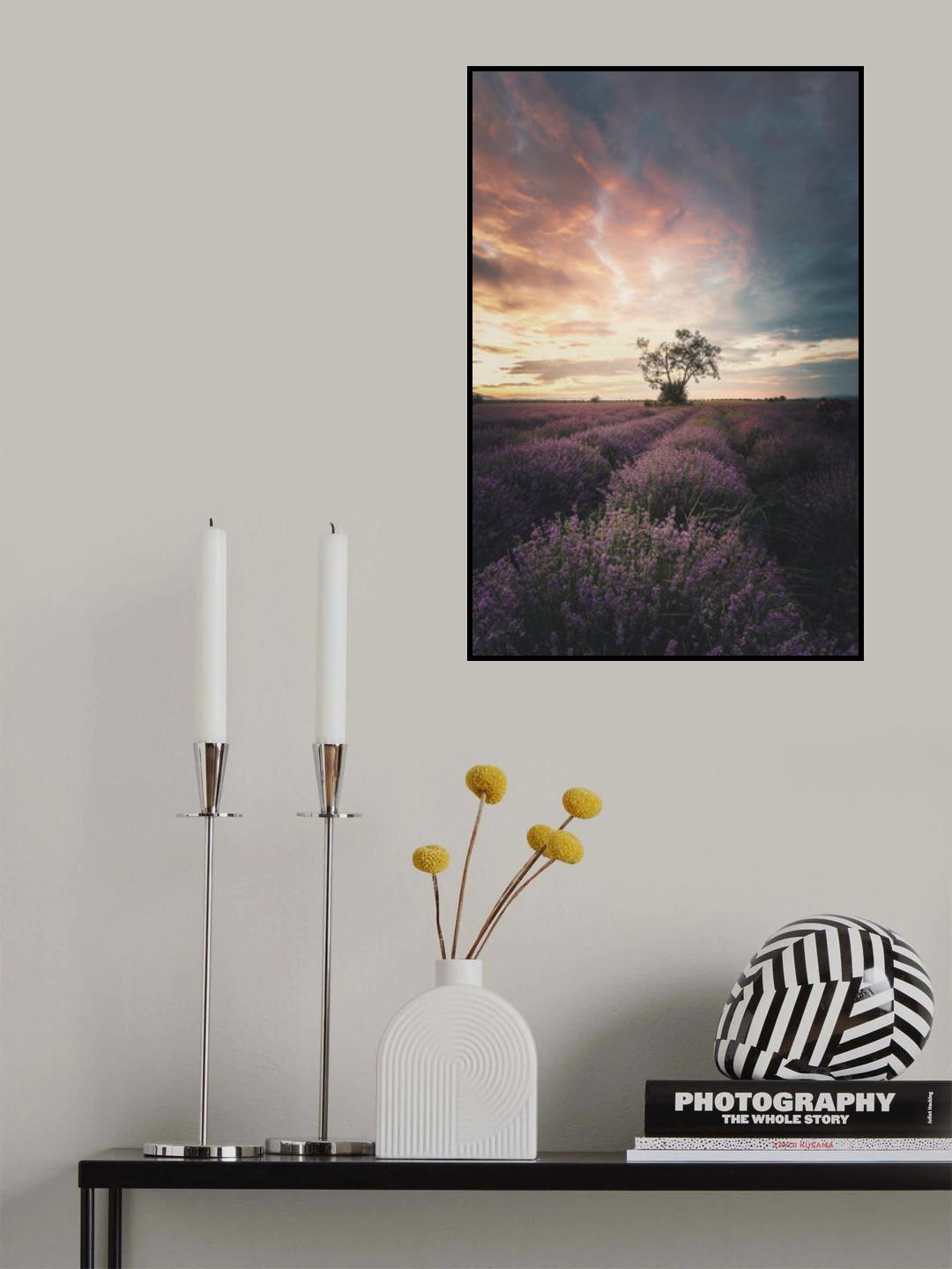 Lavender sunrise Poster och Canvastavla