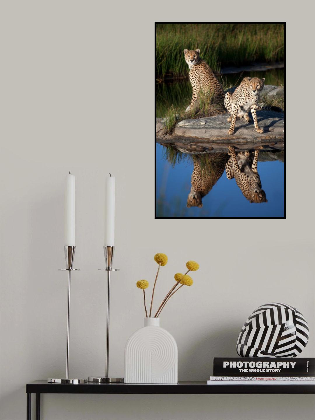 Cheetahs in the Mirror Poster och Canvastavla