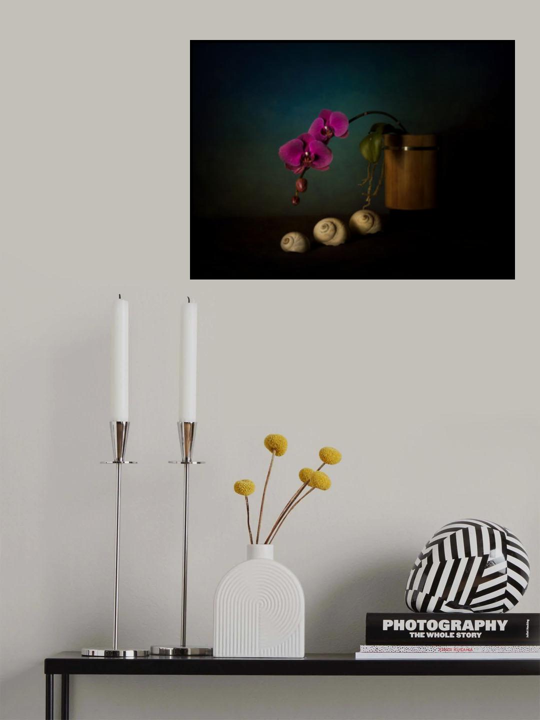 Orchid and sea shells Poster och Canvastavla