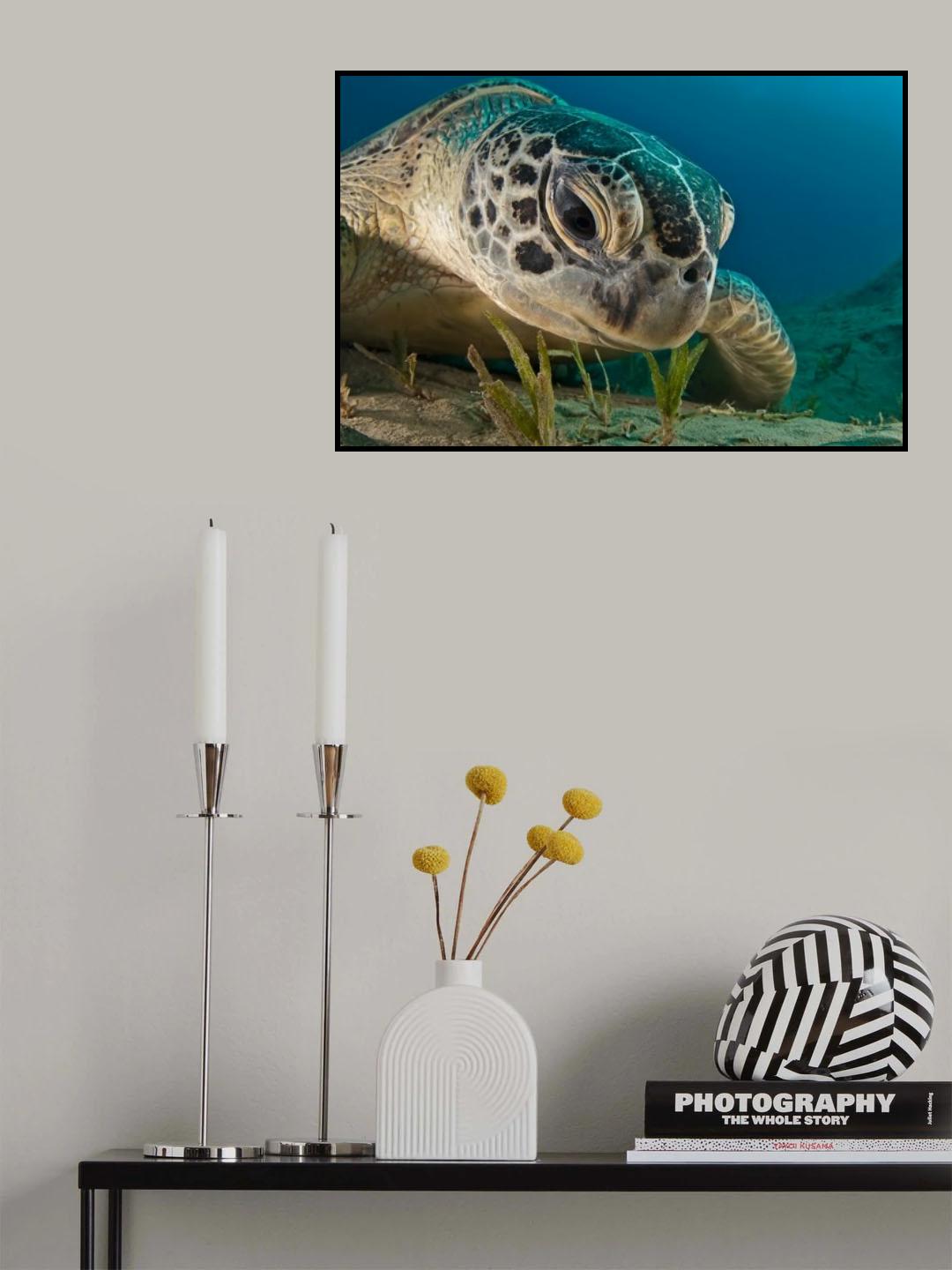 Gaze Poster och Canvastavla