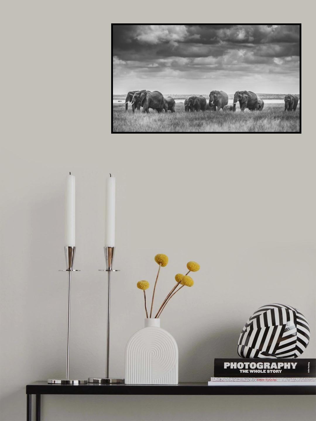 Elephant family Poster och Canvastavla