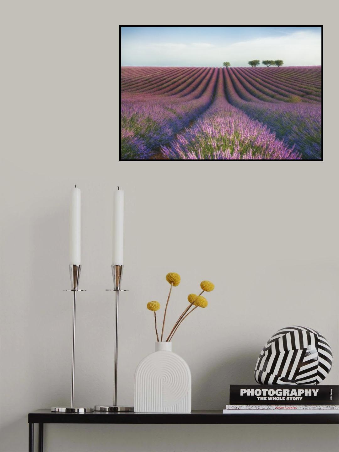 Velours de Lavender Poster och Canvastavla