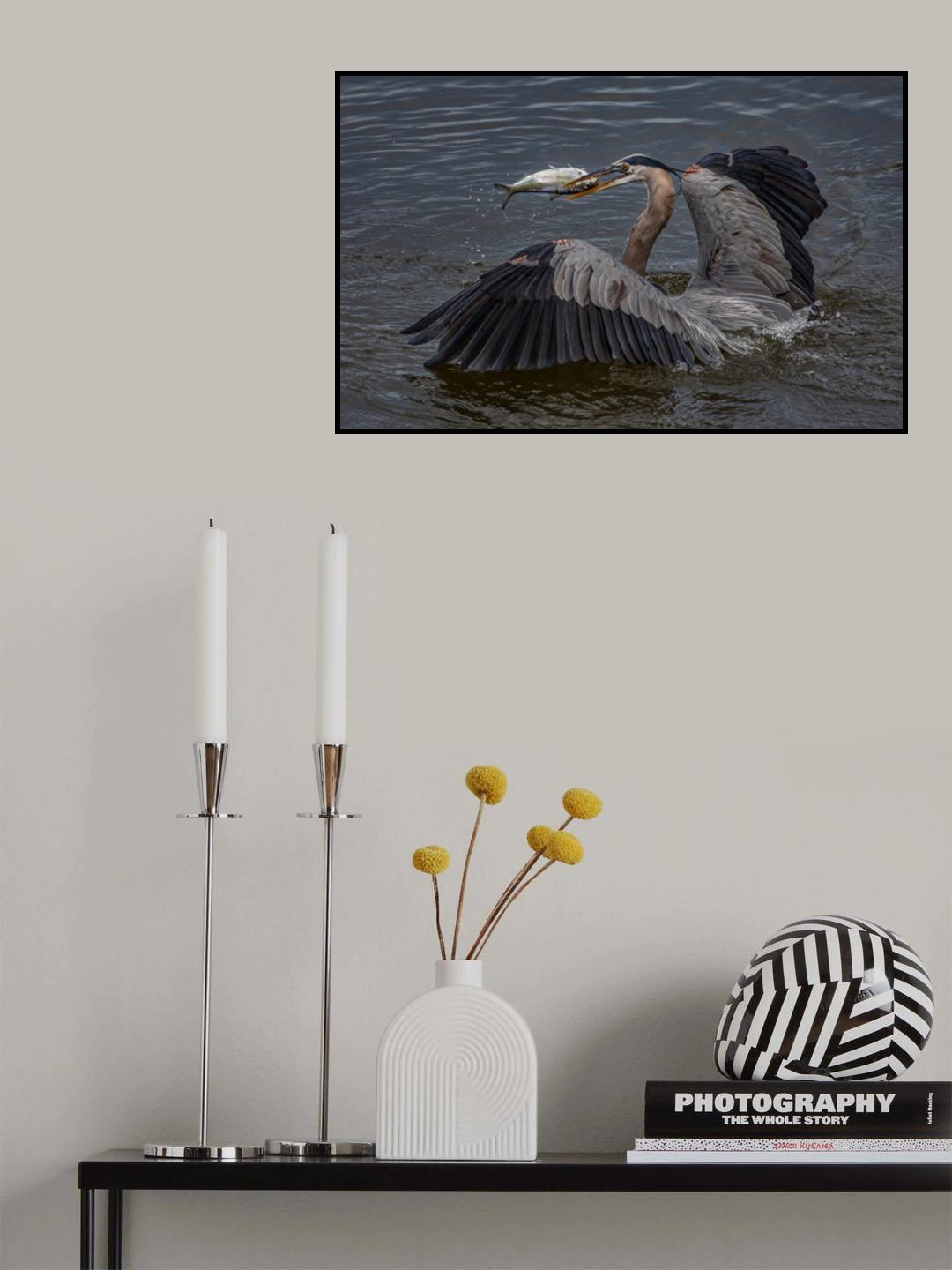 Heron caught a fish Poster och Canvastavla