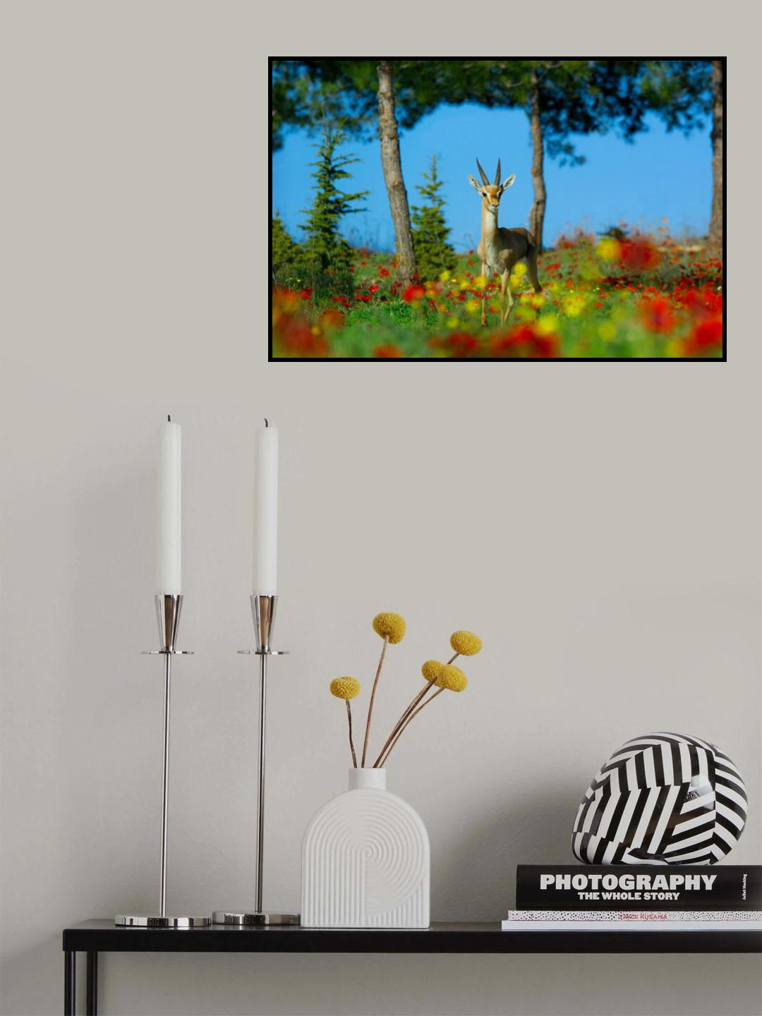 Gazella gazella gazella Poster och Canvastavla