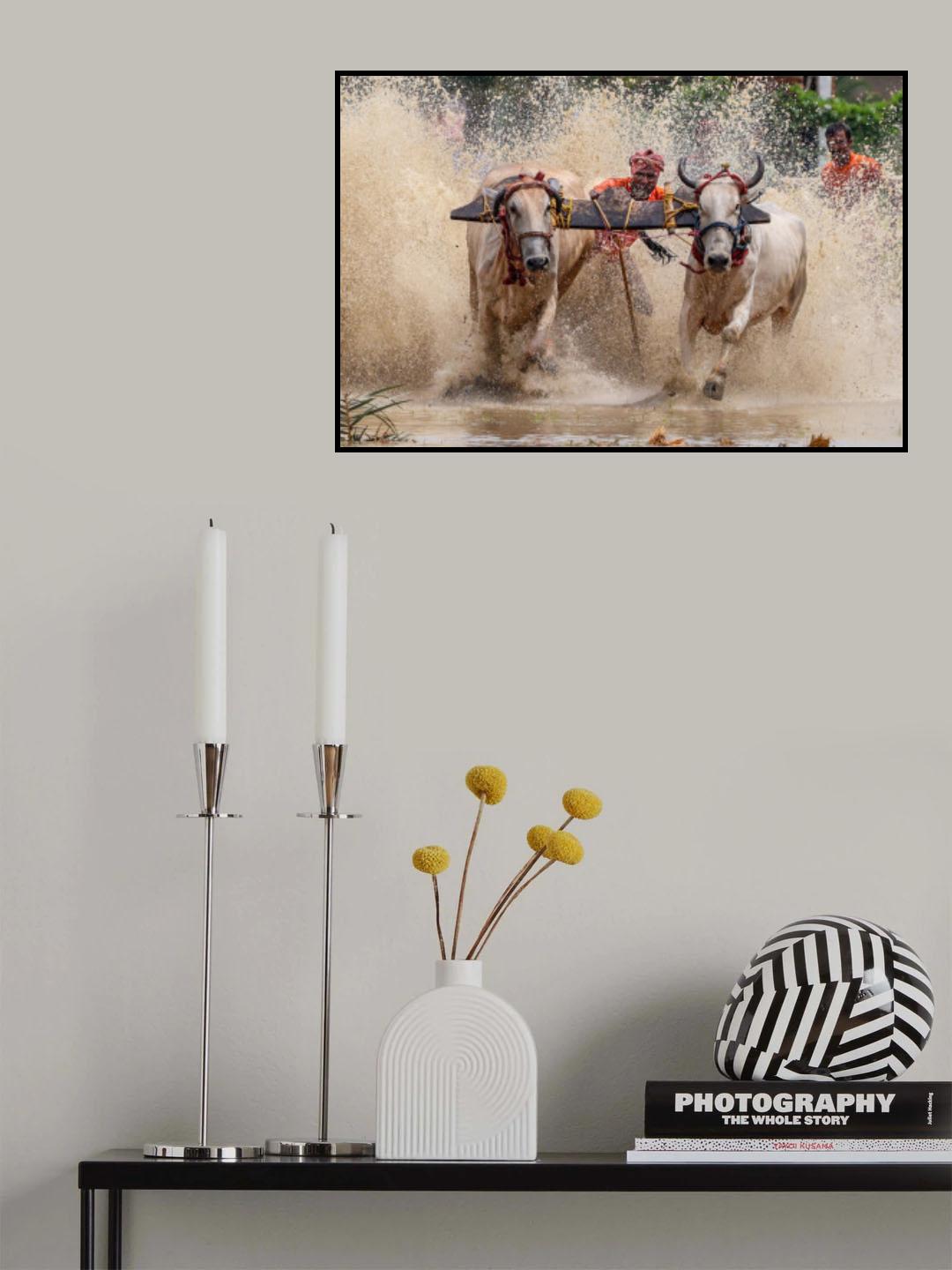 Moichara cattle race fastival Poster och Canvastavla