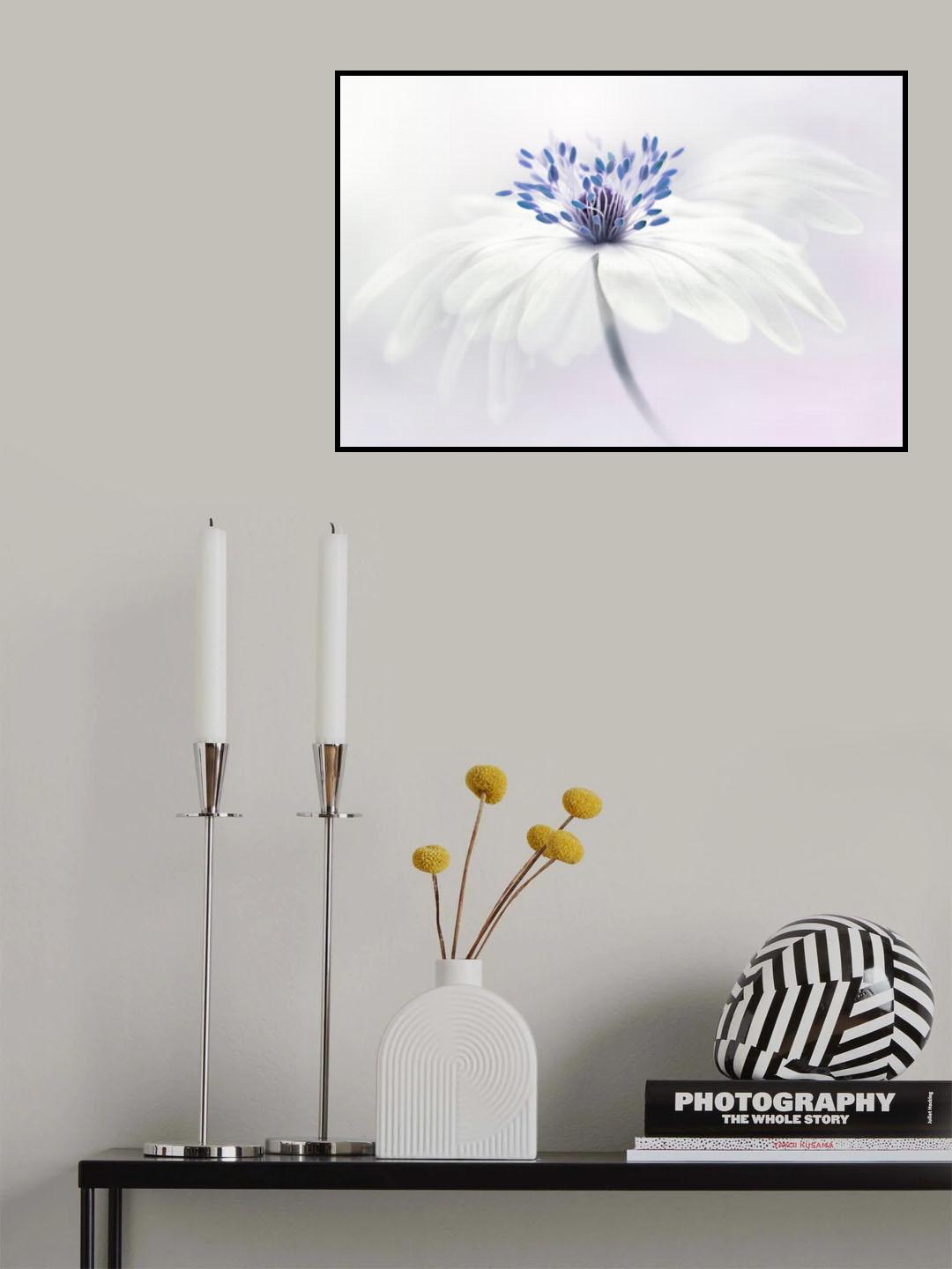 Anemone blanda Poster och Canvastavla