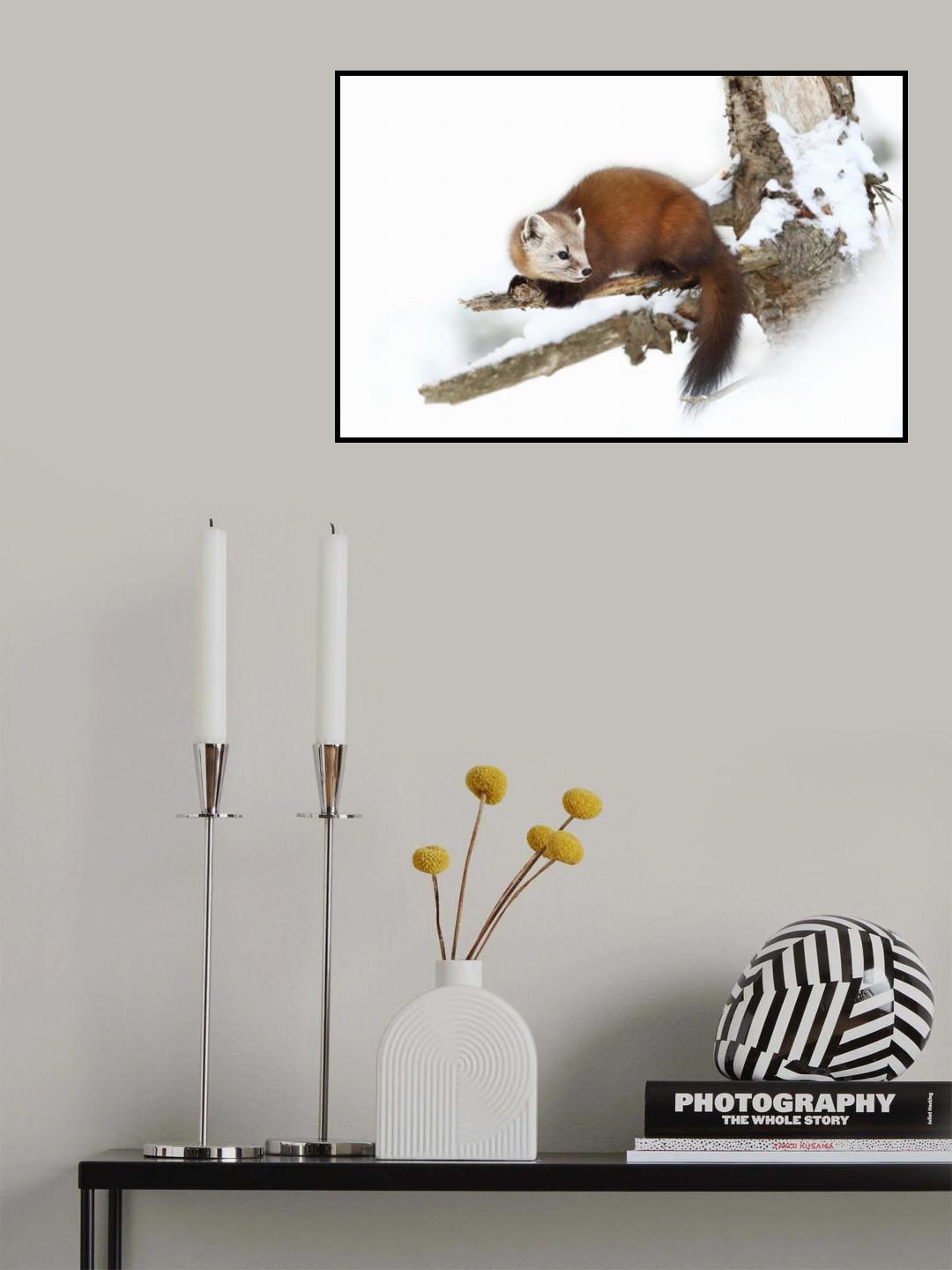 Pine Marten - Algonquin Park Poster och Canvastavla