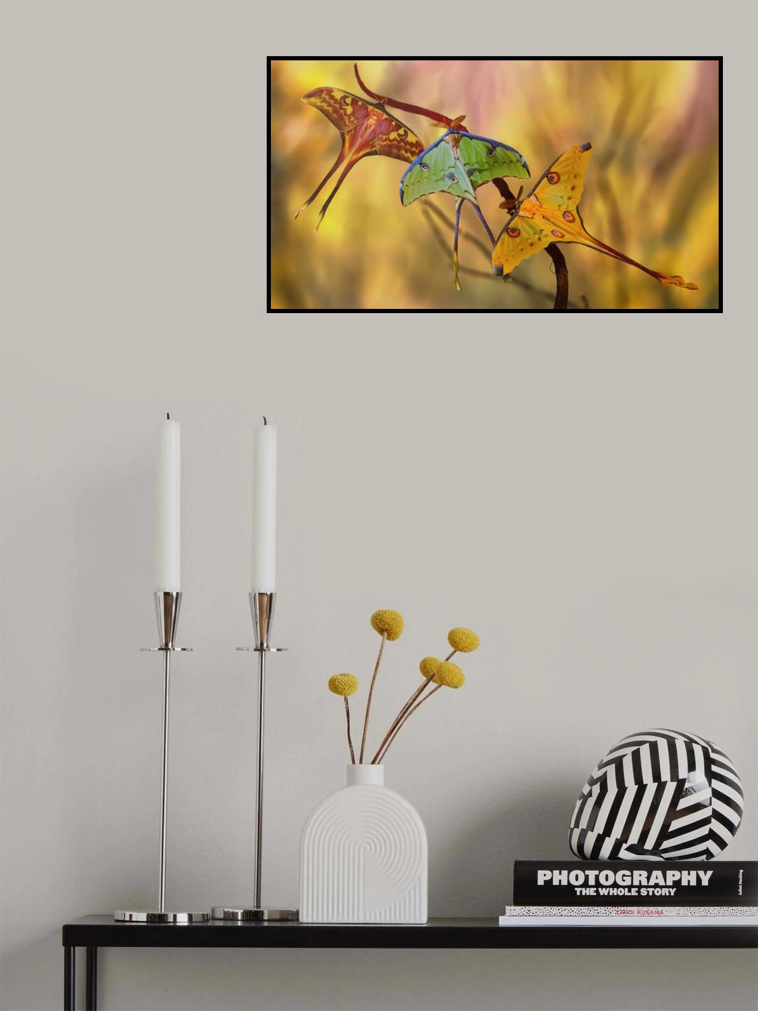 Moon moths Poster och Canvastavla