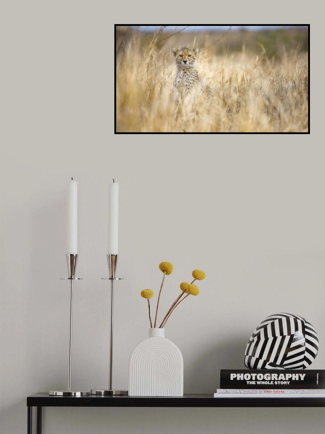 Young cheetah Poster och Canvastavla