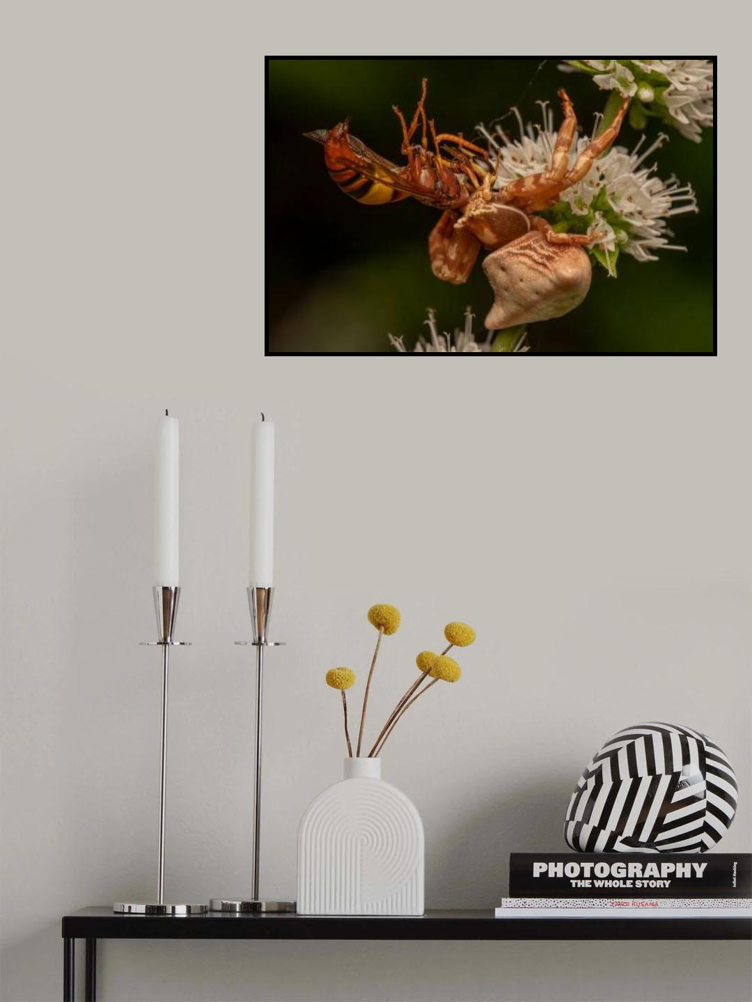 Crab Spider With Wasp Kill Poster och Canvastavla